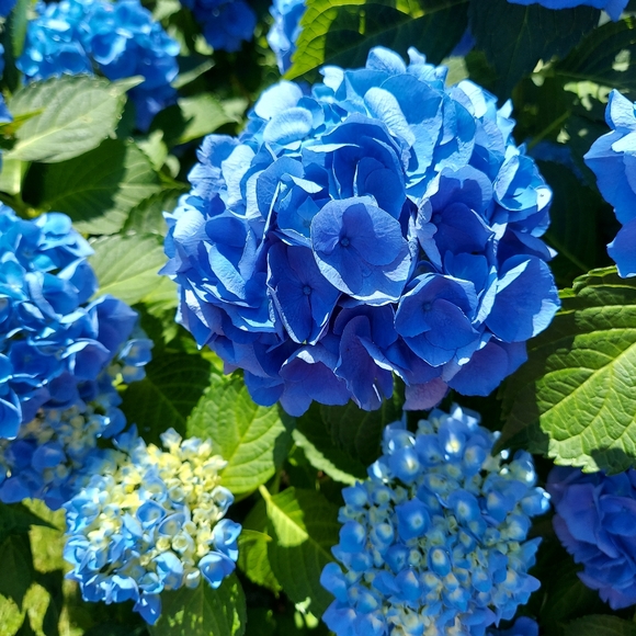 Meet your Posher, Carol - Picture 2 of 2